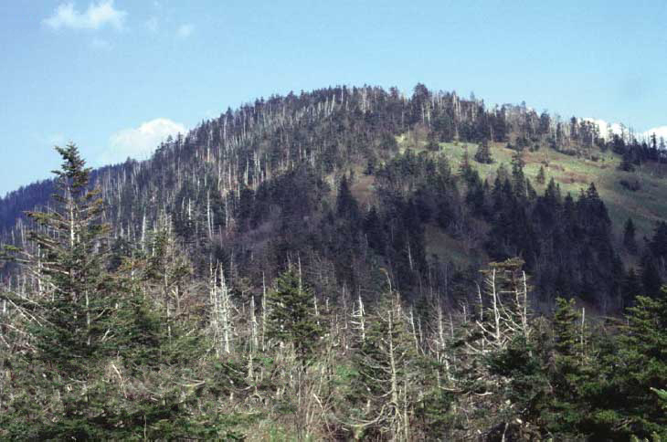 Kuwohi (Clingmans Dome) and Newfound Gap sunrise spots