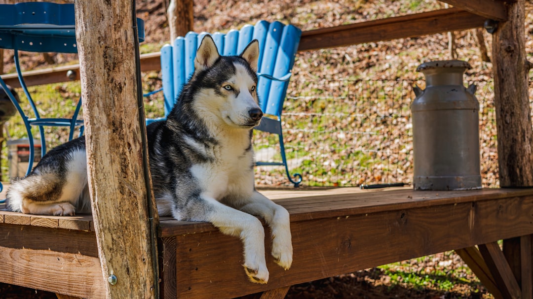 Pet-Friendly Smoky Mountain Cabins Without Breed or Weight Limits