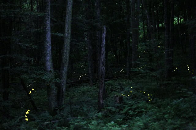 Synchronous fireflies in the Smokies